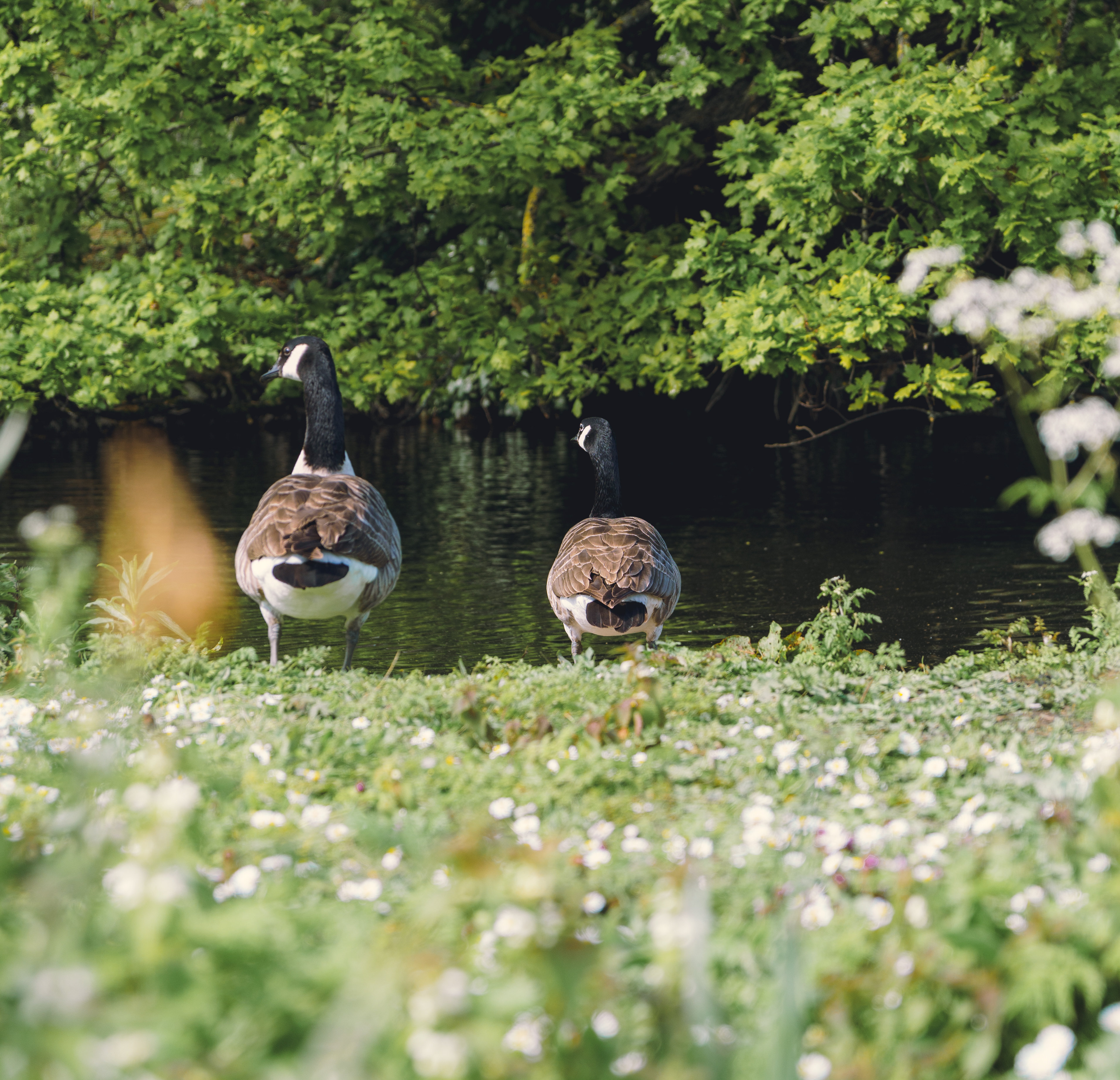 Back of Geese